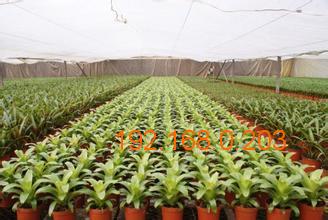 温室花卉的特性分类