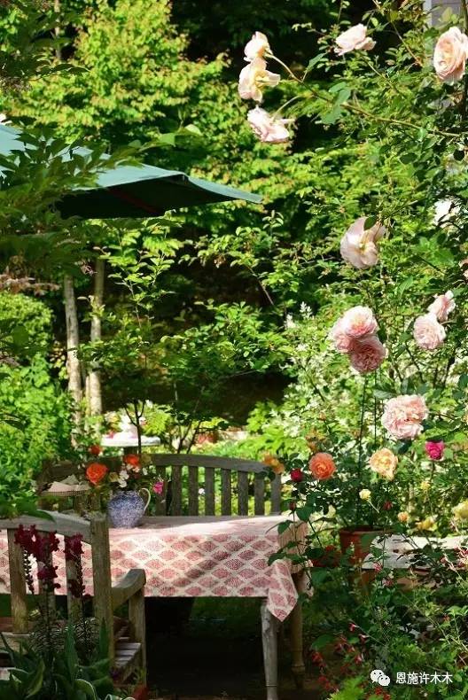 经典的藤本月季品种大游行