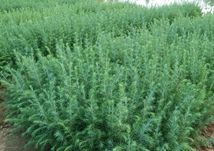 雪松的养护经验