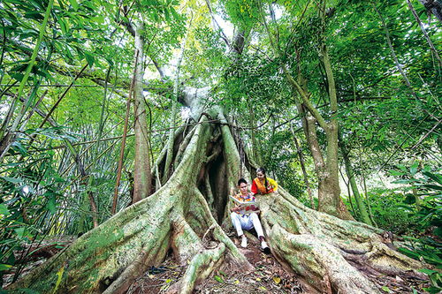 探寻30造型罗汉松， 揭秘五大佛教圣地之谜