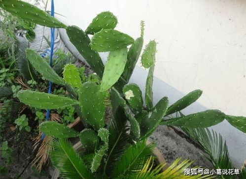 仙人掌残花里的新生命