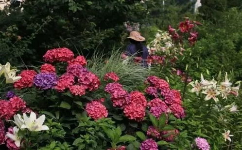 先说说那些耐尘抗旱的优选花草