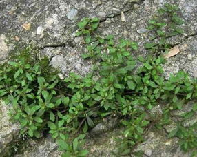 对生存环境的担忧