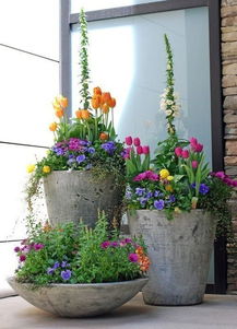 种植技巧与注意事项