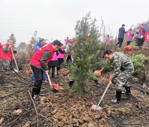 植树造林的好处多多