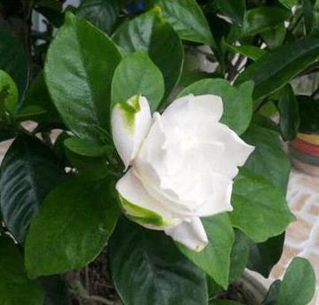 修剪篇：修剪得当，花儿梗精神