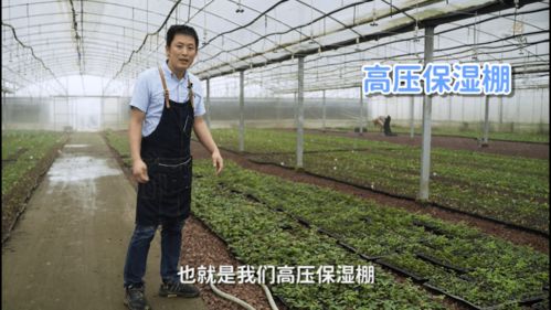 金银花种苗如何通过扦插进行培育，具体步骤是怎样的