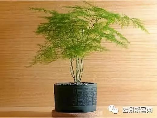 文竹怎么养殖？揭秘文竹的种植秘诀
