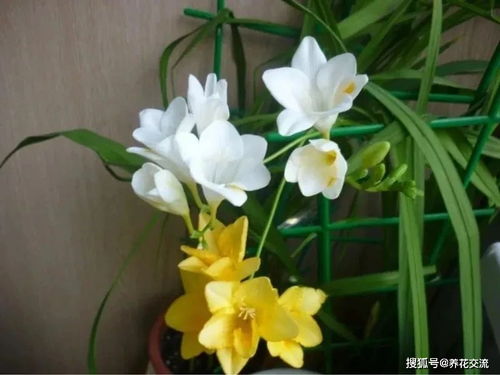 小苍兰在哪个季节种植最适宜？