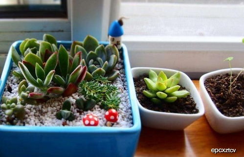 肉肉植物叶子蔫了怎么办？教你正确养殖方法