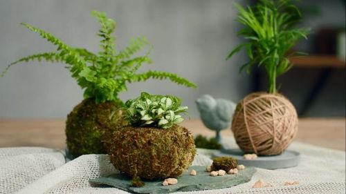 细高花盆适合种什么植物？这几种植物养护要点有哪些
