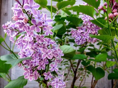 紫丁香开花后如何修剪才能让花朵更繁盛