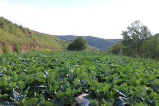 土壤消毒， 保持湿润
