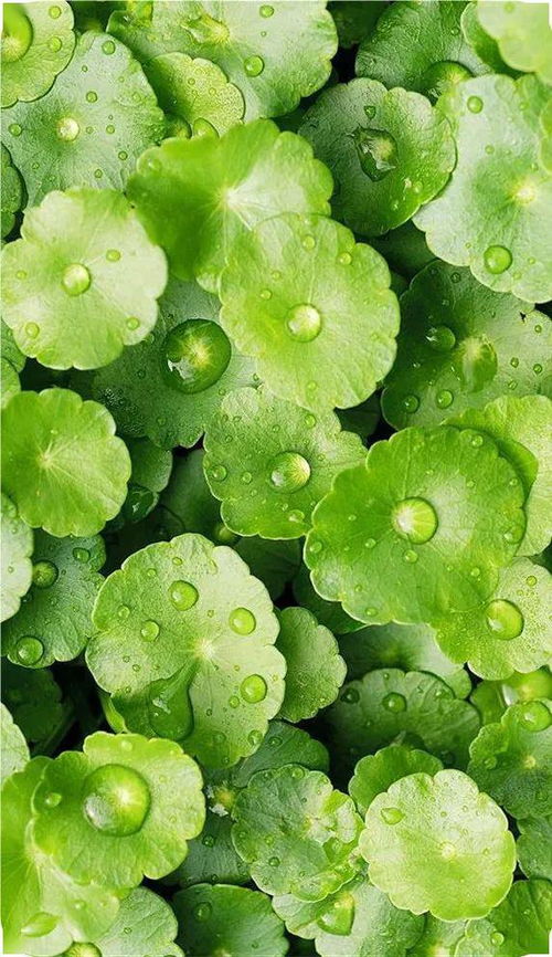 四、施肥与浇水