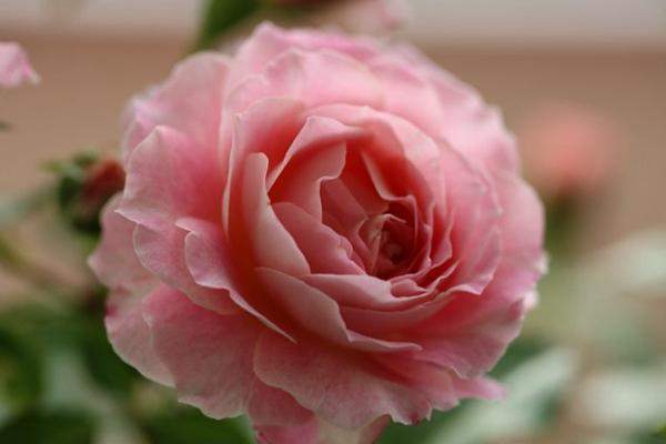 真宙月季：花朵近乎完美