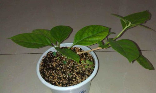 三角梅的土壤大揭秘