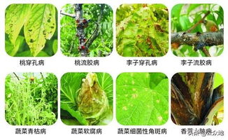 2. 春雷霉素