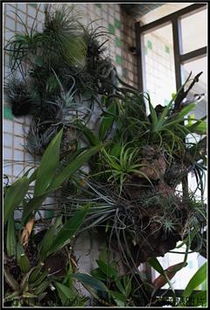 天使之翼秋海棠：空气中的天使