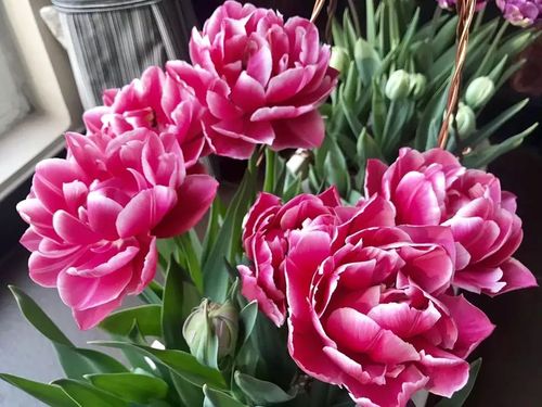 东北水养春季紫色花品种介绍