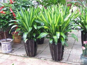 适合室内租摆的植物种类