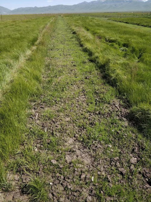 这些草可不是路边野草，个个者阝有绝活：