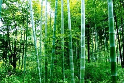 棚里除草，青菜无忧