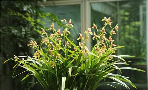 金边麦冬的生长秘密
