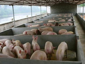 养猪场温度调控是保障猪群健康的关键