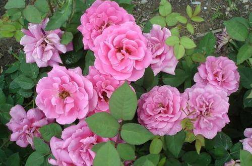 自制月季花土，轻松避免烧根，材料清单配比让你省60%成本！