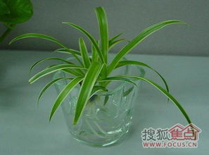 绿萝：居家环境的美容师