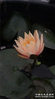 土壤的选择， 睡莲的粘性好朋友