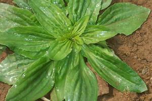 探寻新型环保出租车设备：有草籽功嫩的机子去哪儿买？