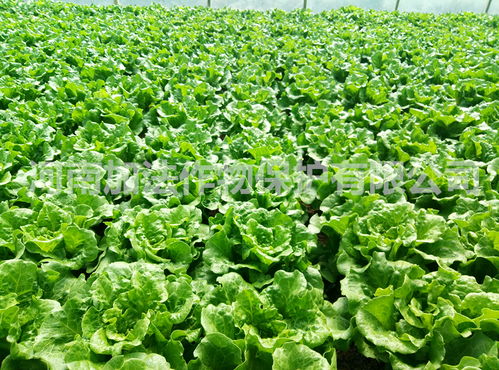 速效肥料与有机肥料