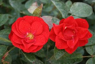 南阳月季的历史与文化