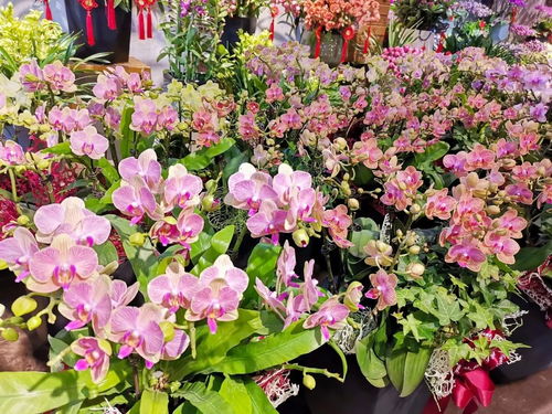 5. 重庆花木批发交易市场