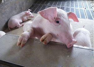 猪的饲料长肉比例如何影响料肉比计算？