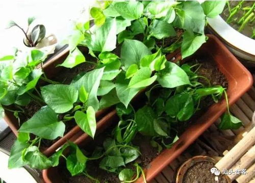 盆栽三七种植入门指南