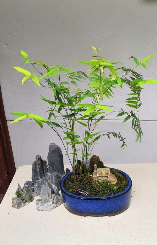 竹盆景发黄，是土壤问题还是养护不当
