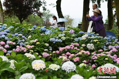 绣球花半边绽放，色彩斑斓
