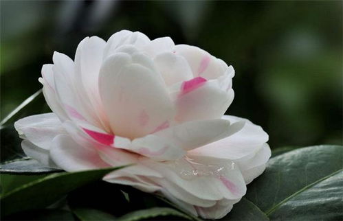 茶树花养殖，掌握哪些关键步骤