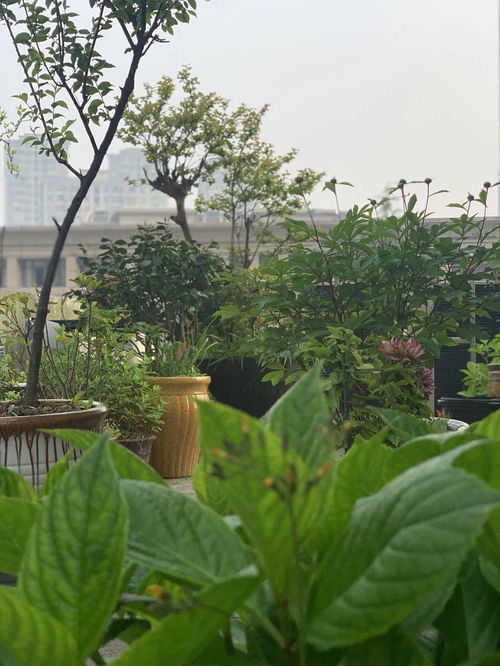 “打造绿色家园，喇叭花种植攻略，生态花园必备！”