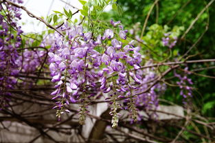 紫藤花的成长故事