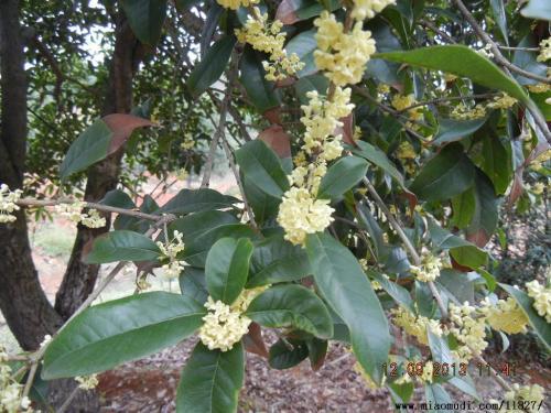 桂花家族：丹桂、 银桂、金桂、四季桂大揭秘