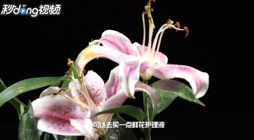 百合花开花后如何养护球茎
