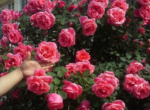 月季花色彩斑斓，树状月季的花色受哪些因素影响？