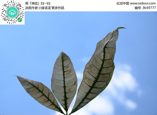 法师叶子为何会干枯？枯萎背后有何隐情