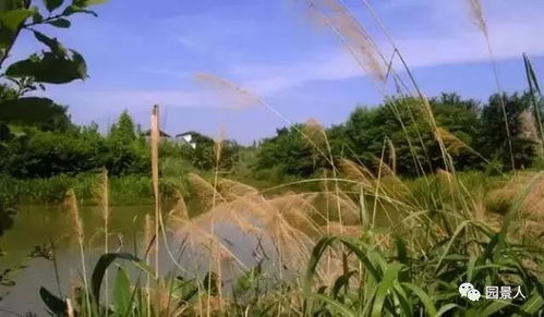 水深：水生植物的“潜水深度”大揭秘