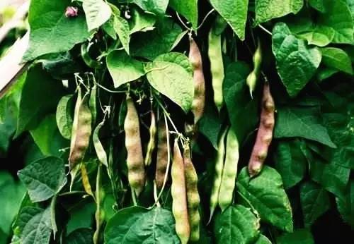 去年河北的种植经历， 真是让人哭笑不得