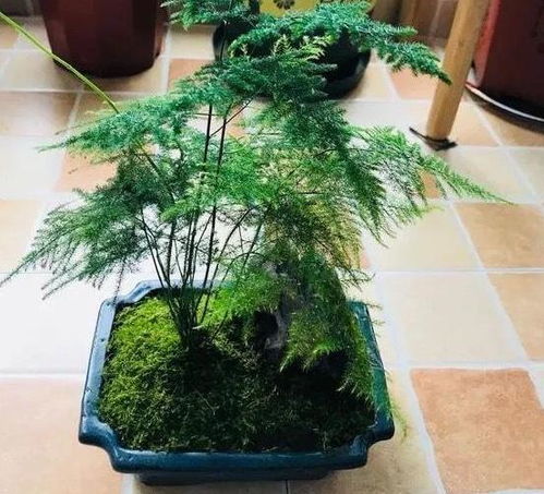 文竹如何继续繁茂生长？