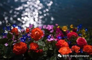 观赏植物的开花可tong过播种迟早温光处理施肥管理及整枝修剪等栽培措施开展调节